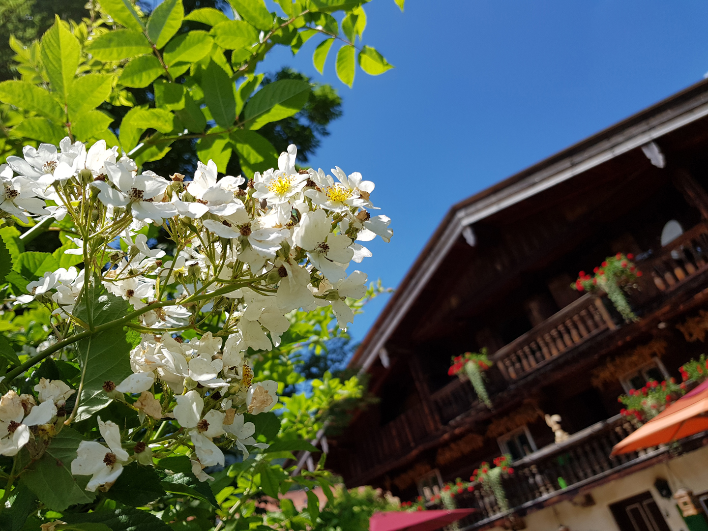 Frühling auf dem Hof